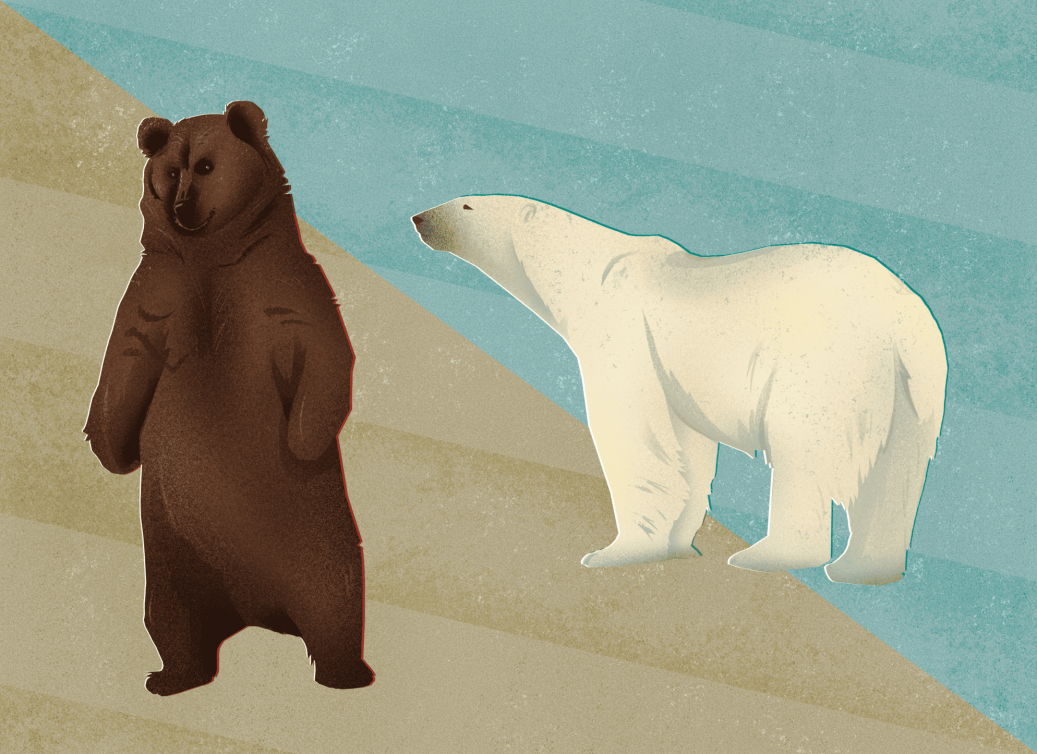 Встреча с медведем: как сохранить жизнь и избежать нападения